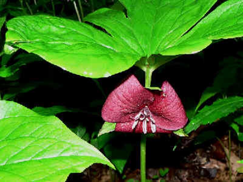 Vasey's Trillium