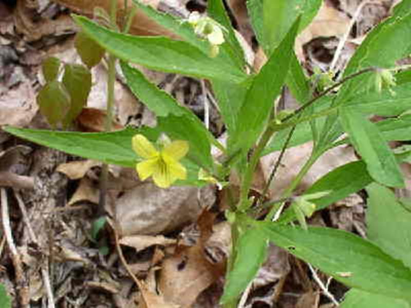 Three-parted violet