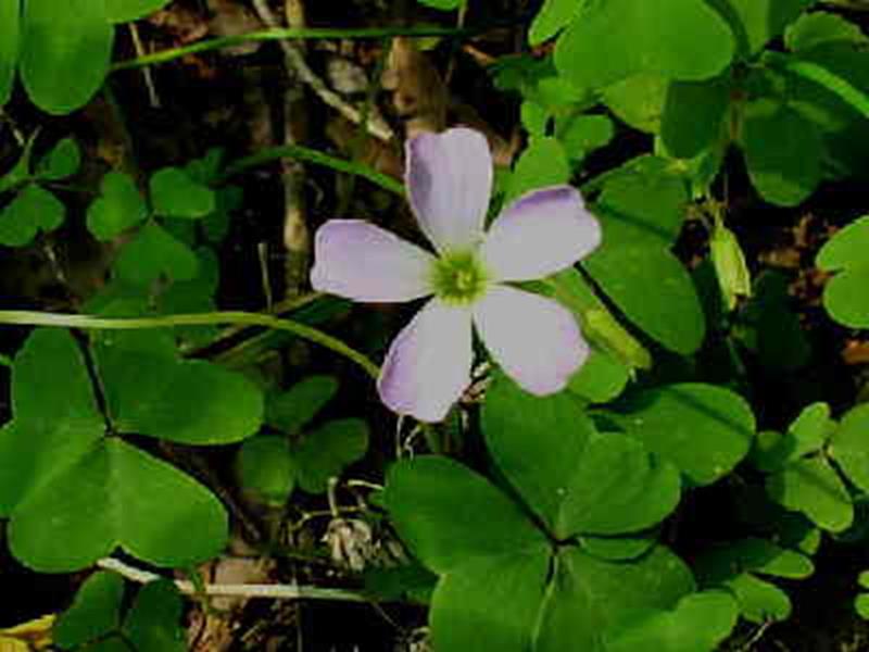 Huger's Violet Wood Sorrel