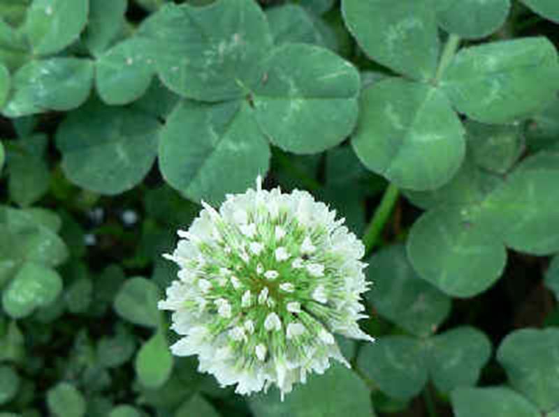 White Clover