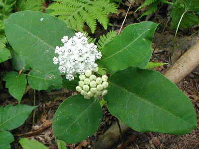 White Milkweed