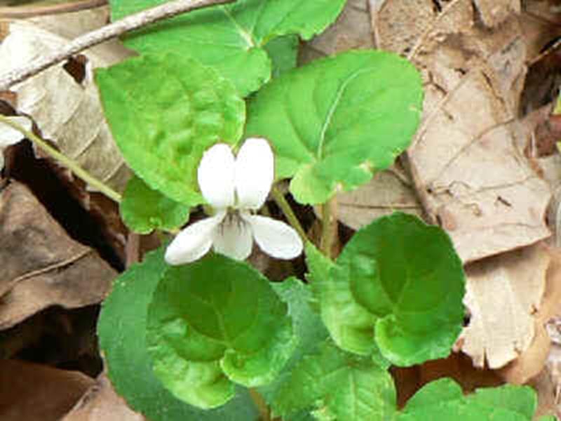 White violet