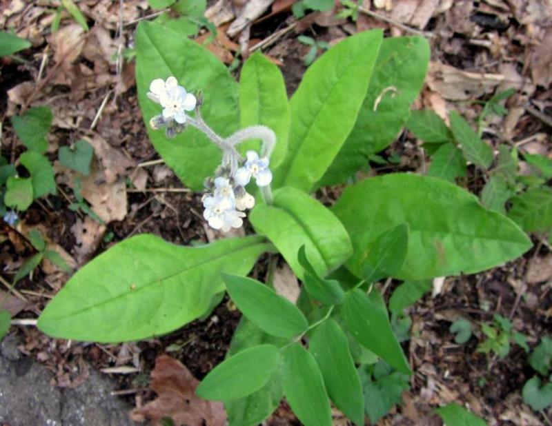 Wild Comfrey