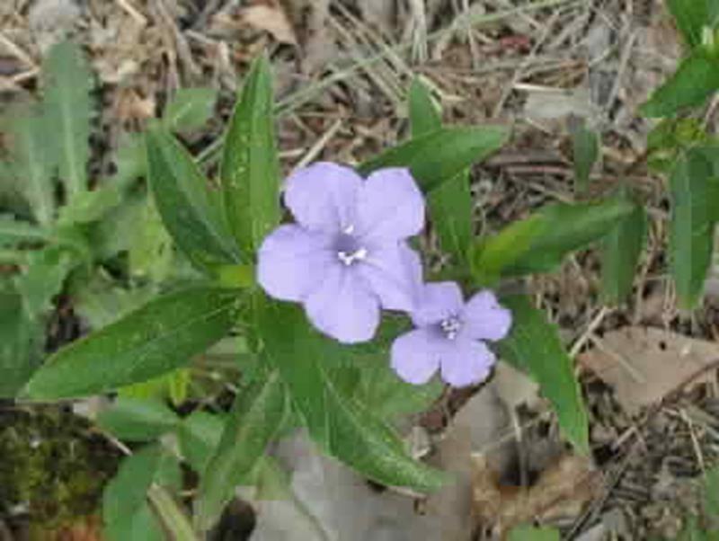 Wild Petunia