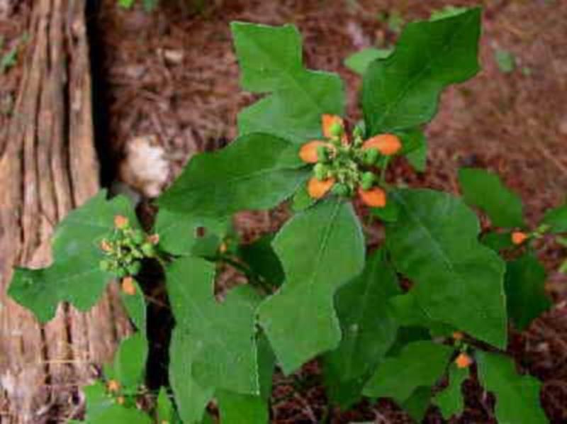 Wild Poinsettia