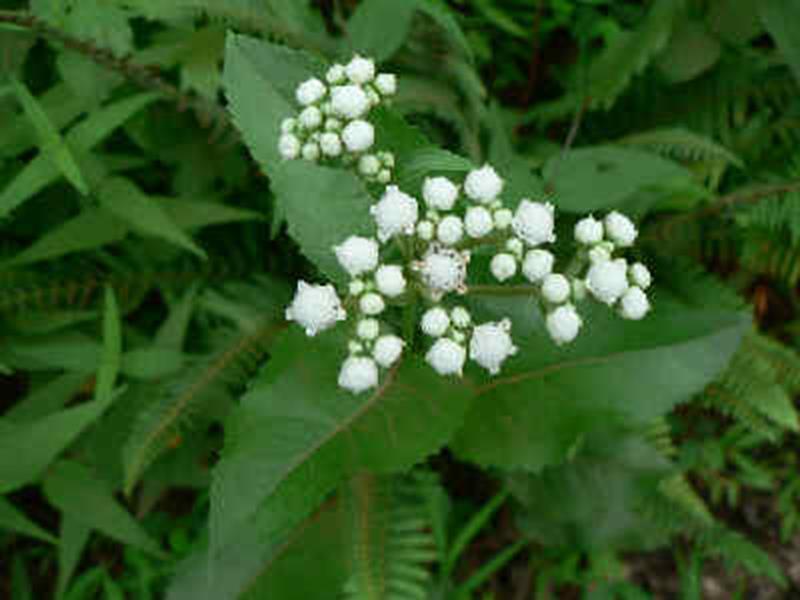 Wild Quinine