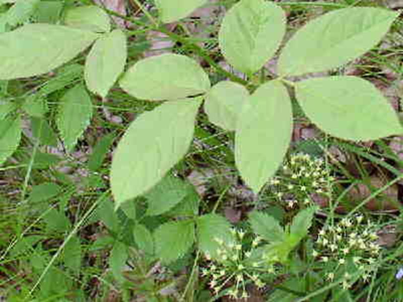 Wild Sasparilla