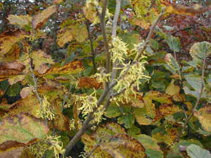 Witch Hazel