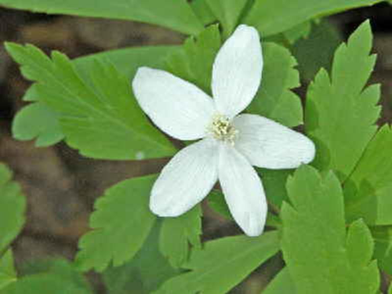 Wood Anemone