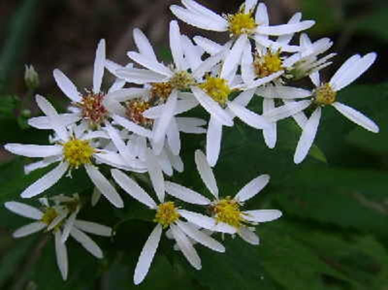 wood aster