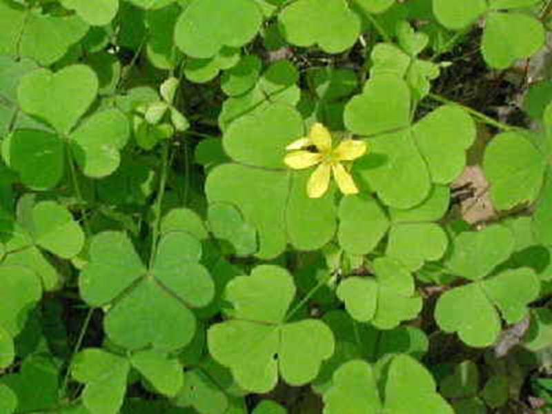 Wood Sorrel