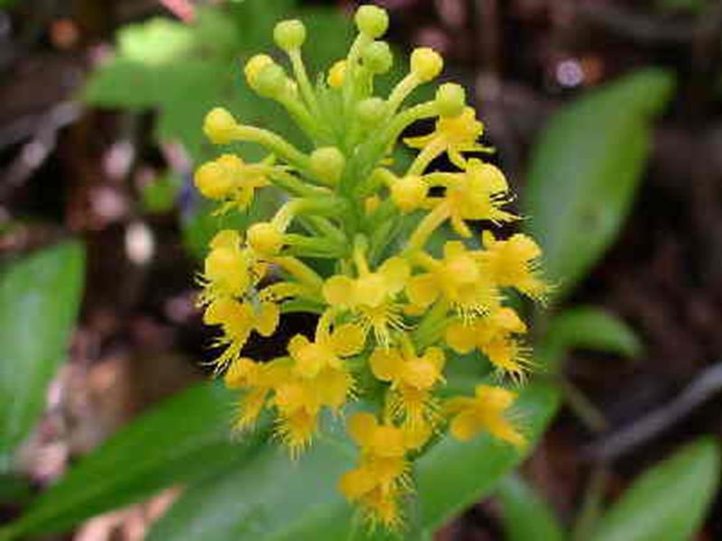 Crested Orchid