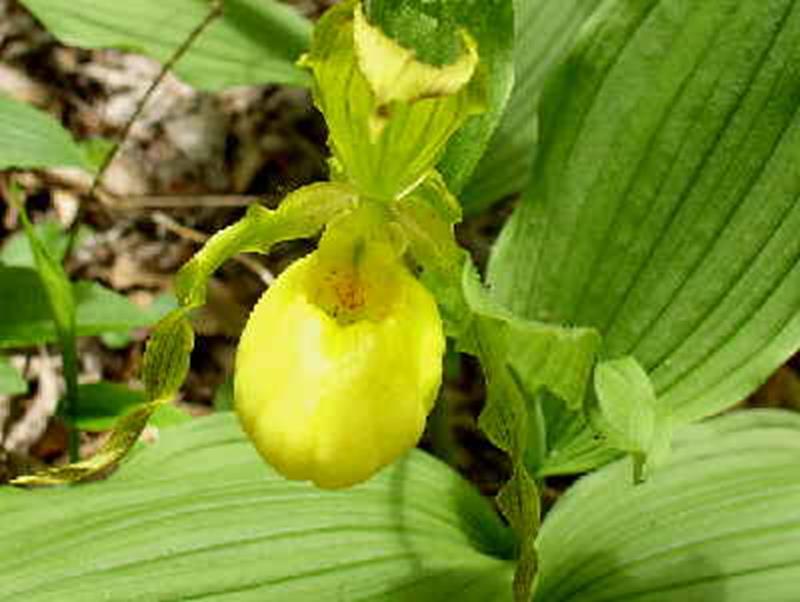 Yellow Lady's Slipper