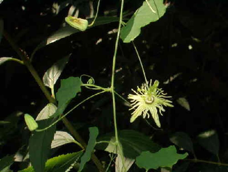 Yellow Passion Flower