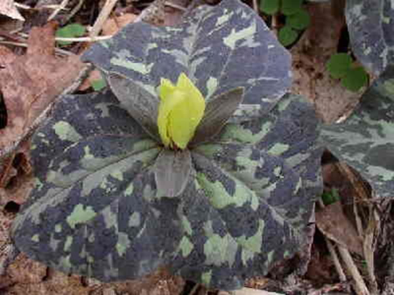 yellow toadshade