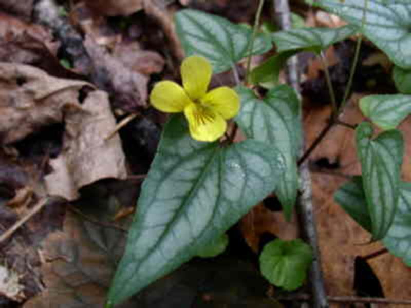 yellow violet