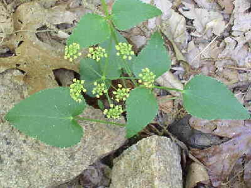 Alexander, Heart-leaf